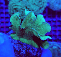 Pavona cactus (Green) (frag)