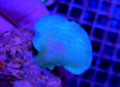 Pavona cactus (Green) (frag)