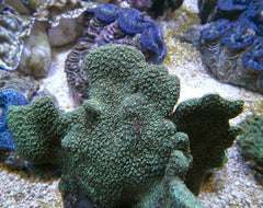 Pavona explanulata (frag)