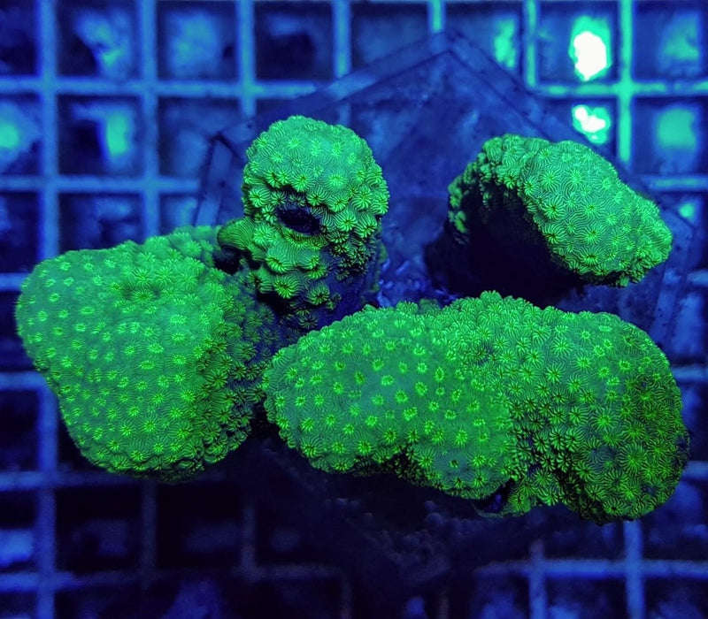 Pavona maldivensis (Green)
