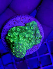 Pavona maldivensis (Green) (frag)
