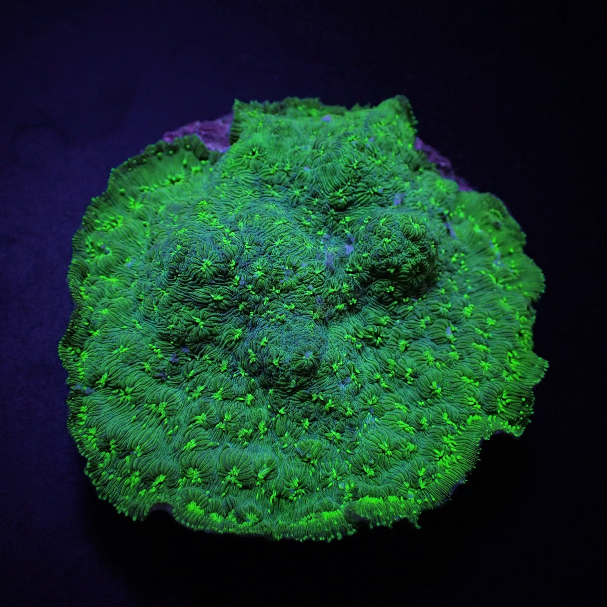 Pavona maldivensis (Green) (frag)