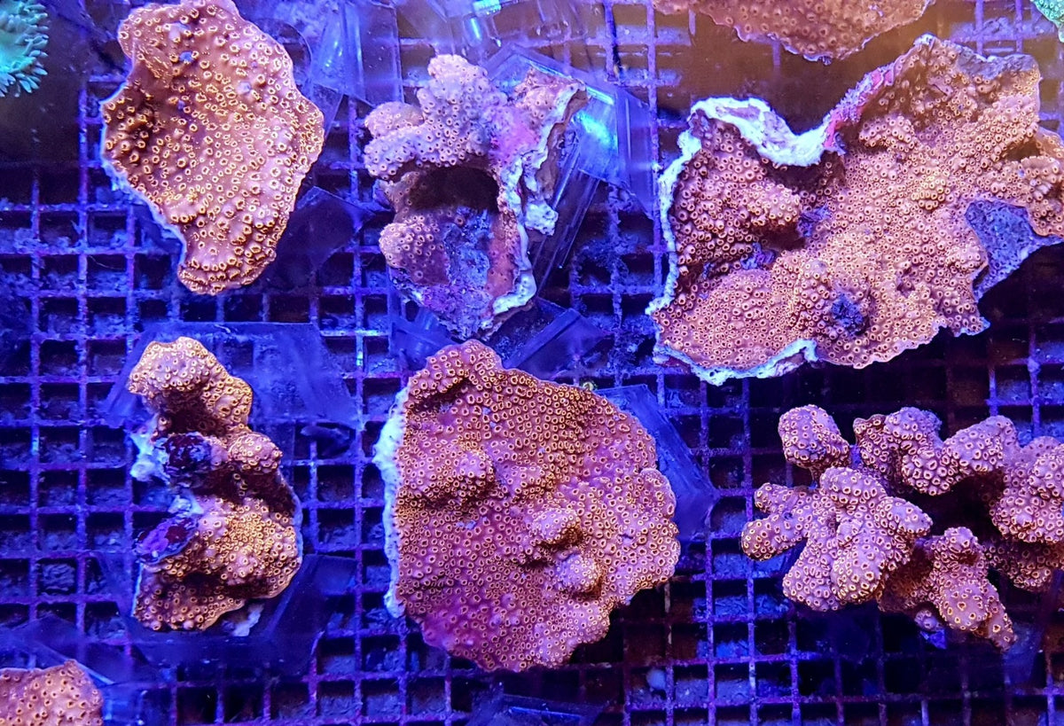 Pavona maldivensis (Orange)