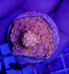 Pavona maldivensis (Orange) (frag)