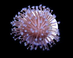 Sarcophyton ehrenbergi (Weeping Willow) (frag)