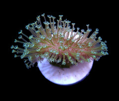 Sarcophyton ehrenbergi (Weeping Willow) (frag)