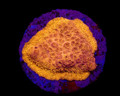 Pavona maldivensis (Orange) (frag)
