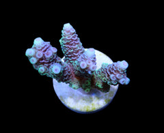 Acropora millepora (Blue) (frag)