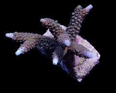 Acropora formosa