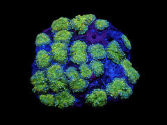 Rhodactis inchoata (Grade A)