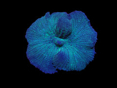 Rhodactis spp. (Blue) (per ear)