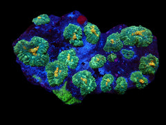 Rhodactis inchoata (Grade A)