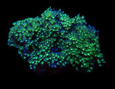 Pachyclavularia violacea (Green)