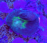 Pectinia spp. (Green Center) (frag)