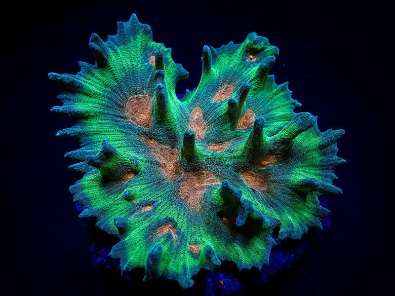 Pectinia spp. (Orange Center)