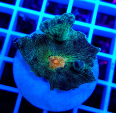 Pectinia spp. (Orange Center) (frag)