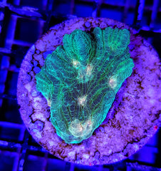 Pectinia spp. (Orange Center) (frag)