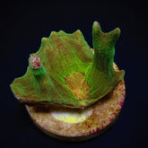 Pectinia spp. (Orange Center) (frag)