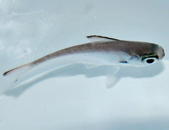 Pempheris spp.