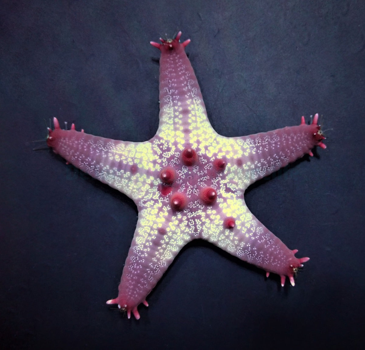 Pentaceraster aleolatus