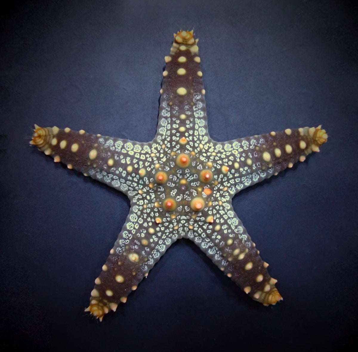 Pentaceraster aleolatus