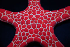 Pentagonaster duebeni (Red)