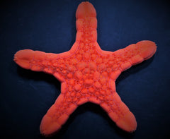 Pentagonaster duebeni (Red)