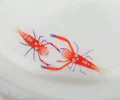 Zenopontonia rex (pair)