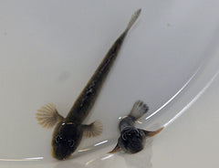 Periophthalmus kalolo
