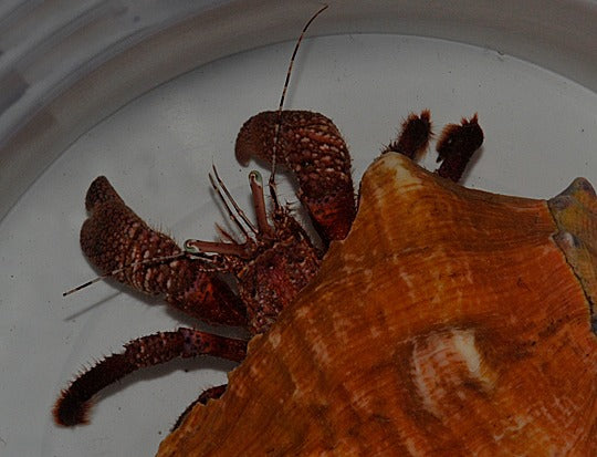 Petrochirus diogenes
