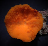 Phakellia flabellata