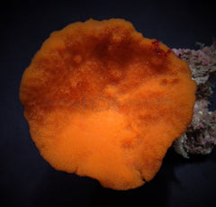 Phakellia flabellata