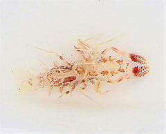 Phyllognathia ceratophthalma