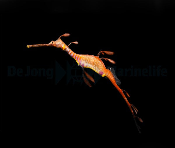 Phyllopteryx taeniolatus - T.B. (Temperate water)