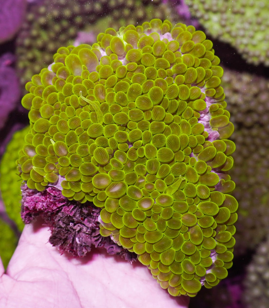 Physogyra lichtensteini (Green) (Premium)