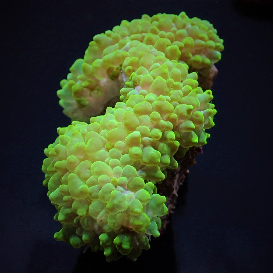 Physogyra lichtensteini (Green) (Premium)