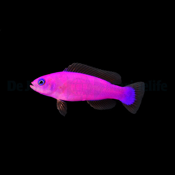 Pictichromis porphyrea