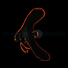 Platax pinnatus - T.B.