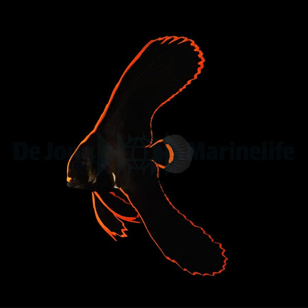 Platax pinnatus - T.B.