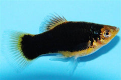 Xiph.maculatus Platy hawaii M