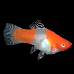 Xiph.maculatus Platy Santa