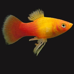 Xiph.maculatus Platy sunset M