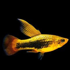 Xiph.maculatus-Platy tuxedo geel hifin