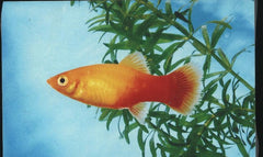 Xiph.maculatus Platy sunset M