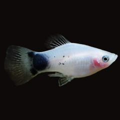 Platy white Mickey Mouse M