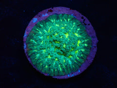Echinophyllia sp. (Avatar) (DJM frag) o 319