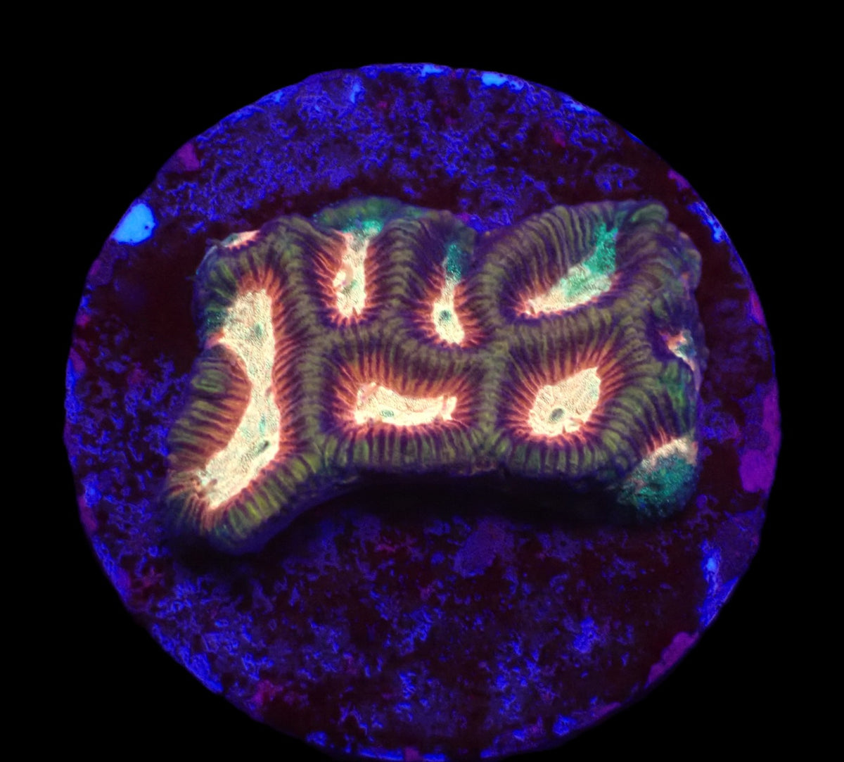 Platygyra sp. (Ultra) (DJM Frag) o 514