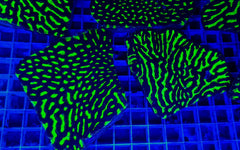 Platygyra spp. (Premium)