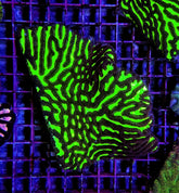 Platygyra spp. (Premium)