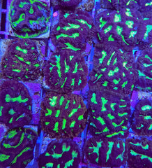 Platygyra spp. (Premium) (frag)